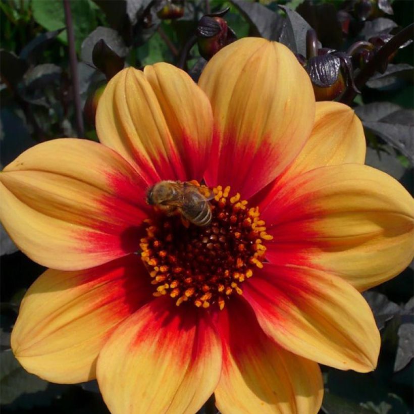 Dahlia paysage Sunshine  (Floraison)