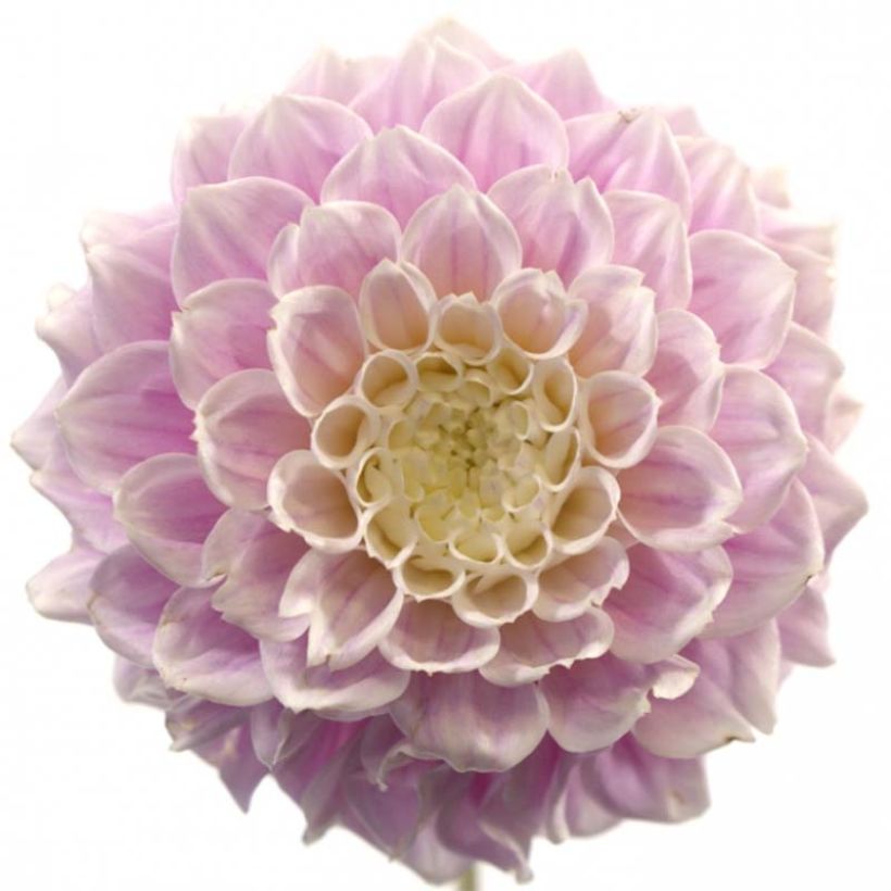 Dahlia Sweet Love (Floraison)