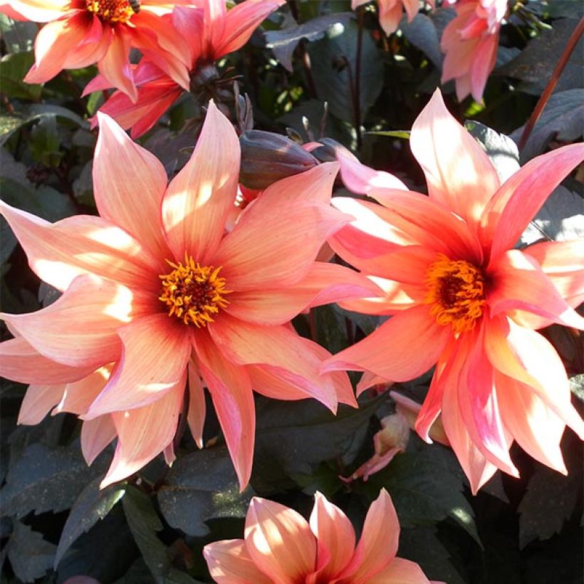 Dahlia paysage Waltzing Mathilda (Floraison)