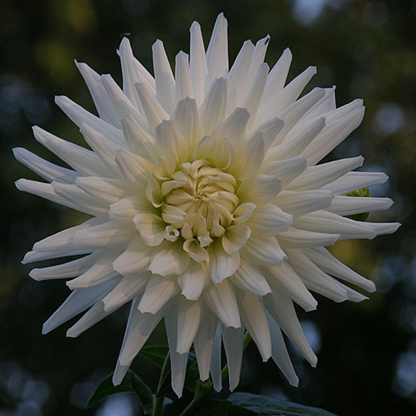 Dahlia cactus White Happiness (Floraison)