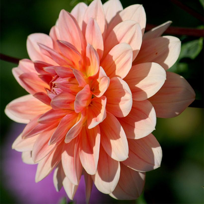 Dahlia camélia Yvonne (Floraison)