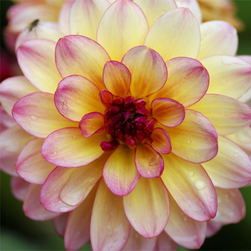 Dahlia nain Zingaro (Floraison)