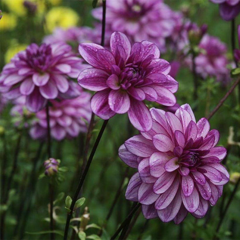 Dahlia camélia Seduction (Floraison)