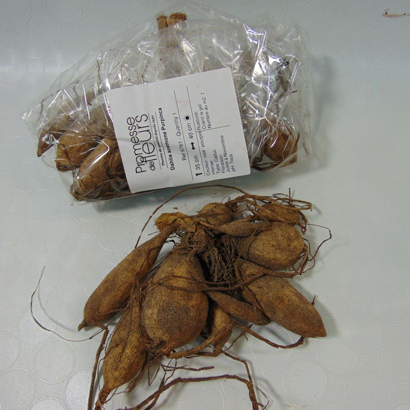 Exemple de spécimen de Dahlia anémone Purpinca tel que livré