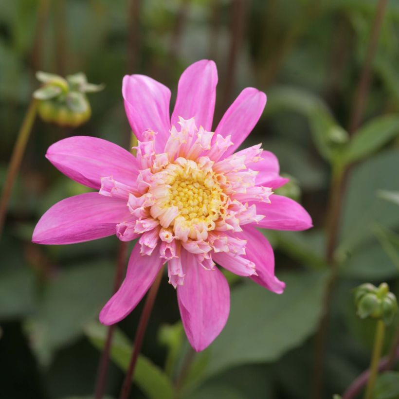 Dahlia anémone Siemen Doorenbos (Floraison)