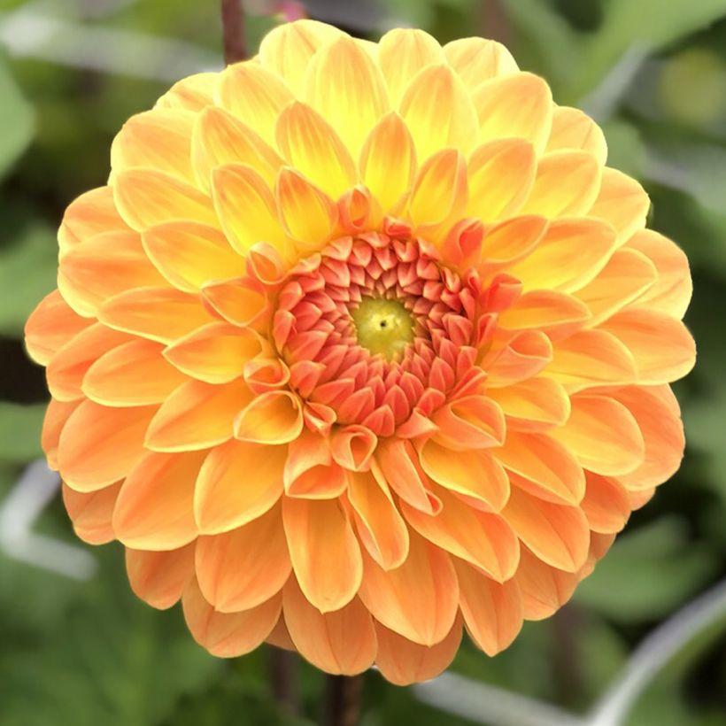 Dahlia balle Amber Crystal (Floraison)