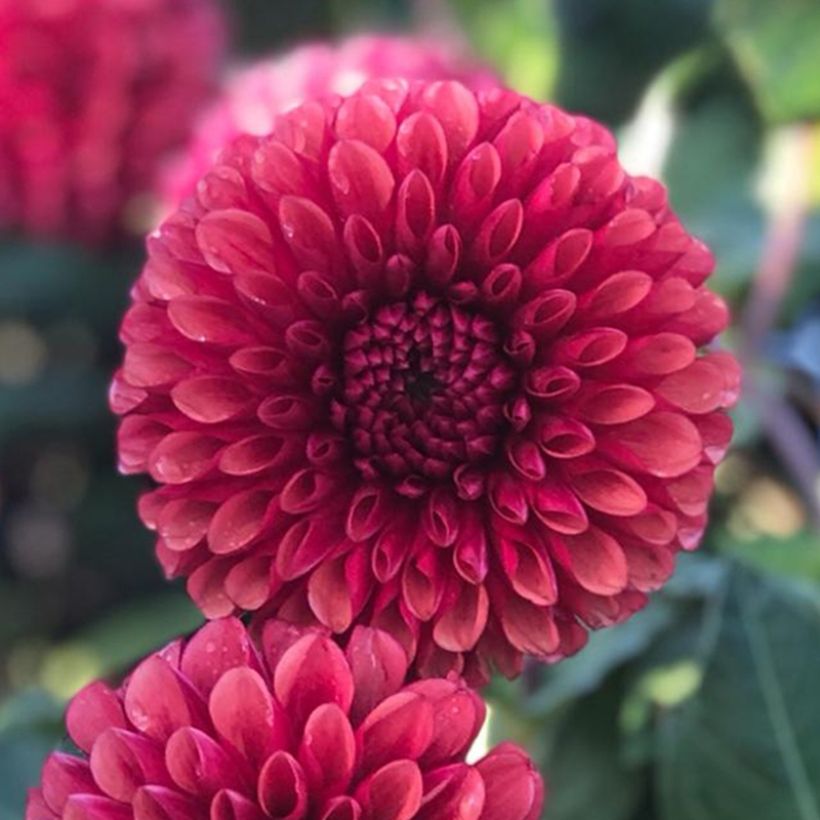 Dahlia balle Copper Boy  (Floraison)