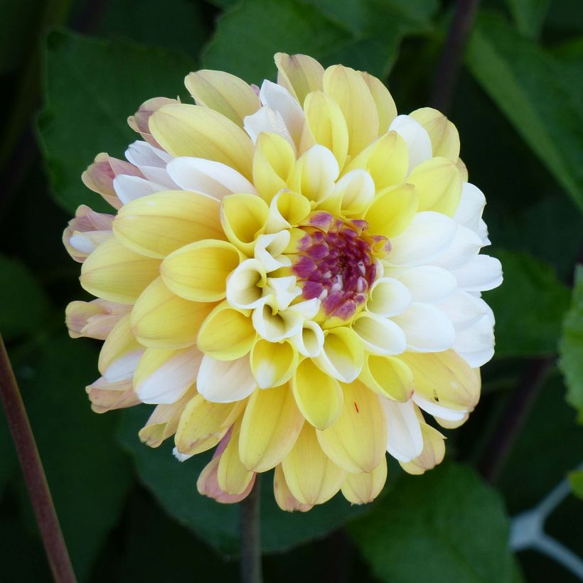 Dahlia balle Double Jill (Floraison)