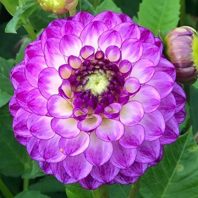 Dahlia balle Dreaming Maid (Floraison)