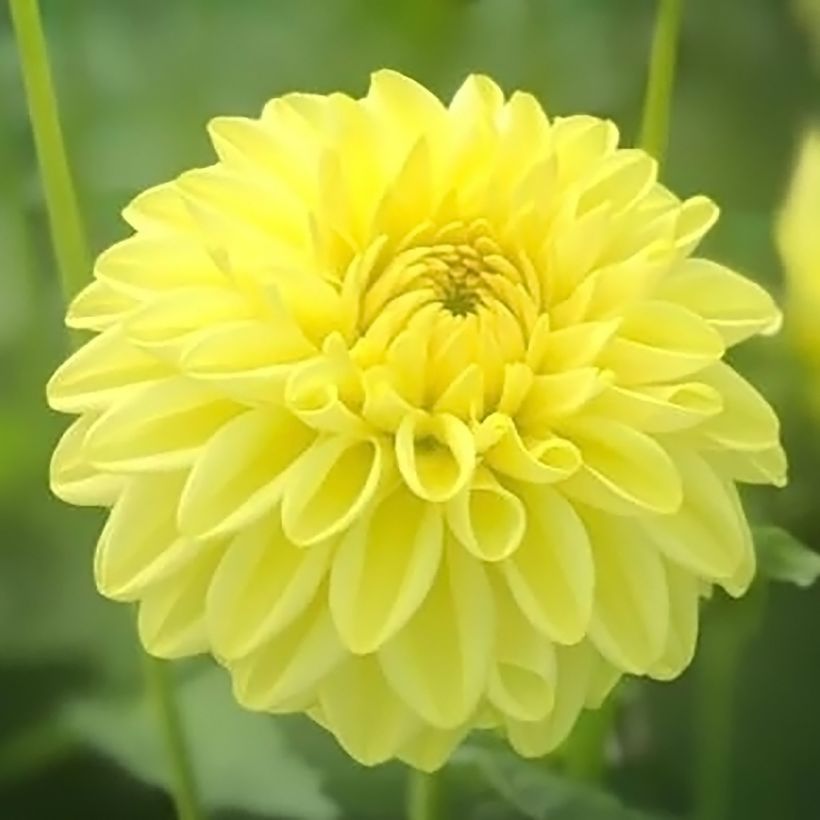 Dahlia balle Golden Eye (Floraison)