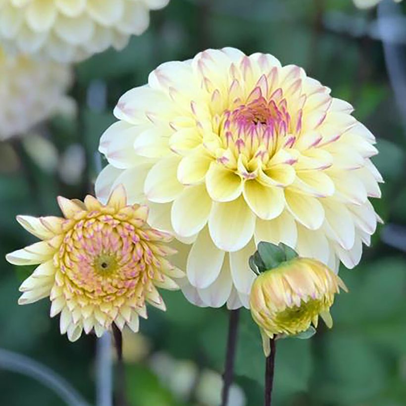 Dahlia balle Isa's Favorite (Floraison)