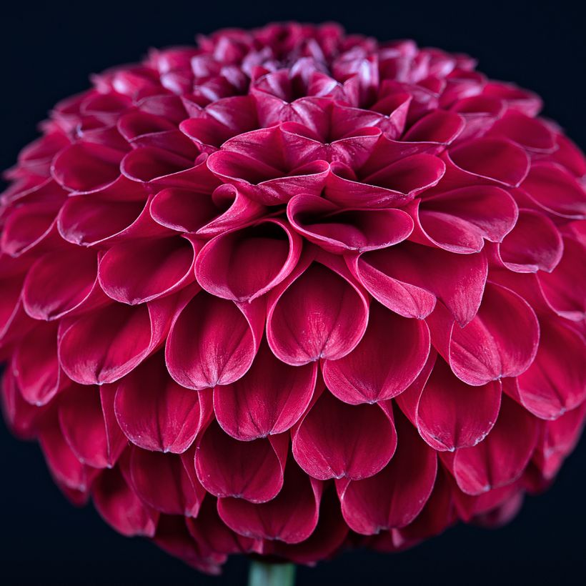 Dahlia balle Ivanetti (Floraison)