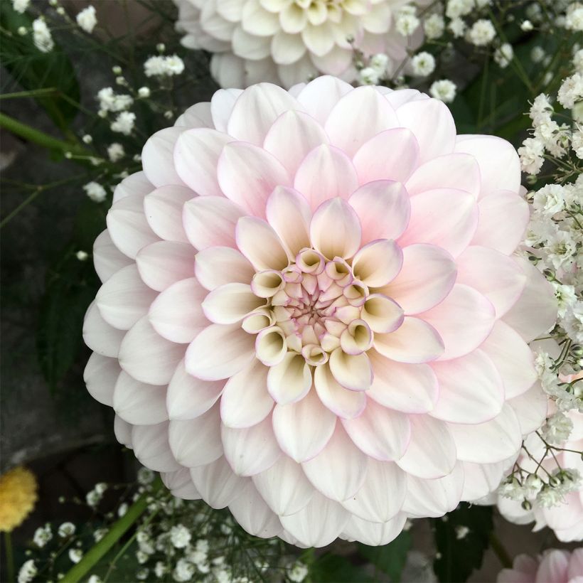 Dahlia balle Janick's Symphony (Floraison)