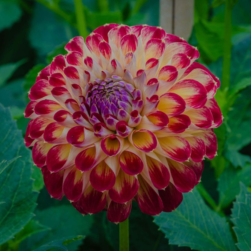 Dahlia balle Jowey Joshua (Floraison)