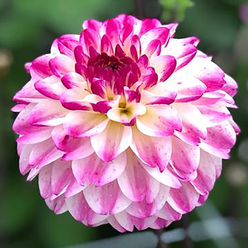 Dahlia balle Nina's Choice (Floraison)