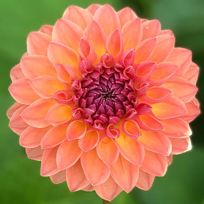 Dahlia balle Orange Breeze (Floraison)