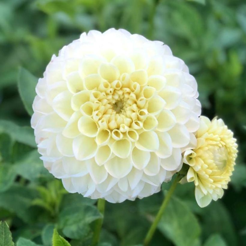 Dahlia balle Polventum Supreme (Floraison)