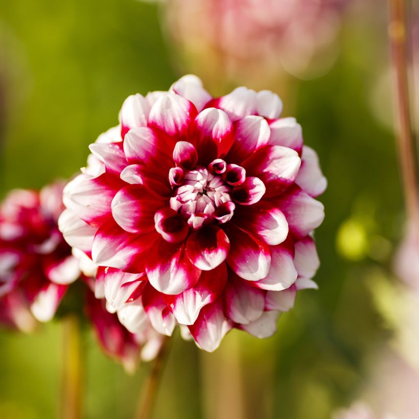 Dahlia balle Quinty (Floraison)