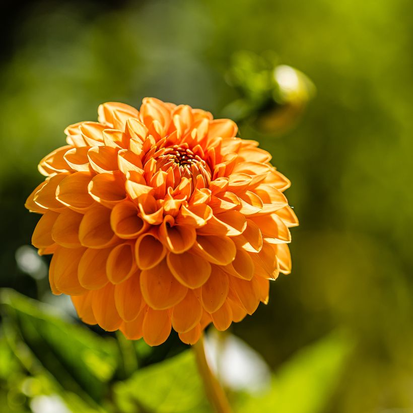 Dahlia balle Sylvia (Floraison)