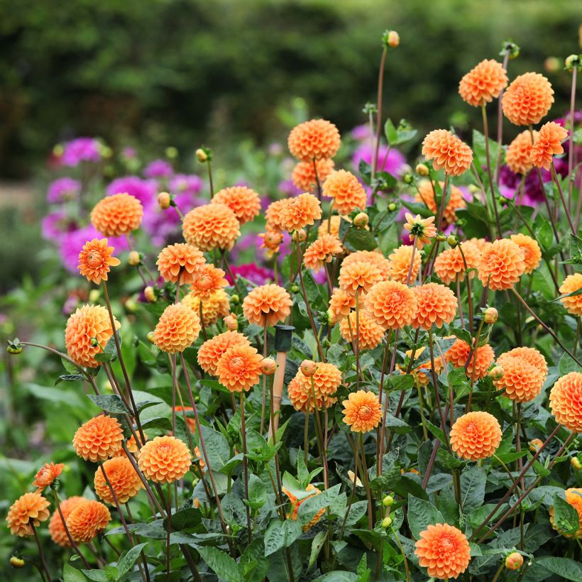 Dahlia balle Sylvia (Port)