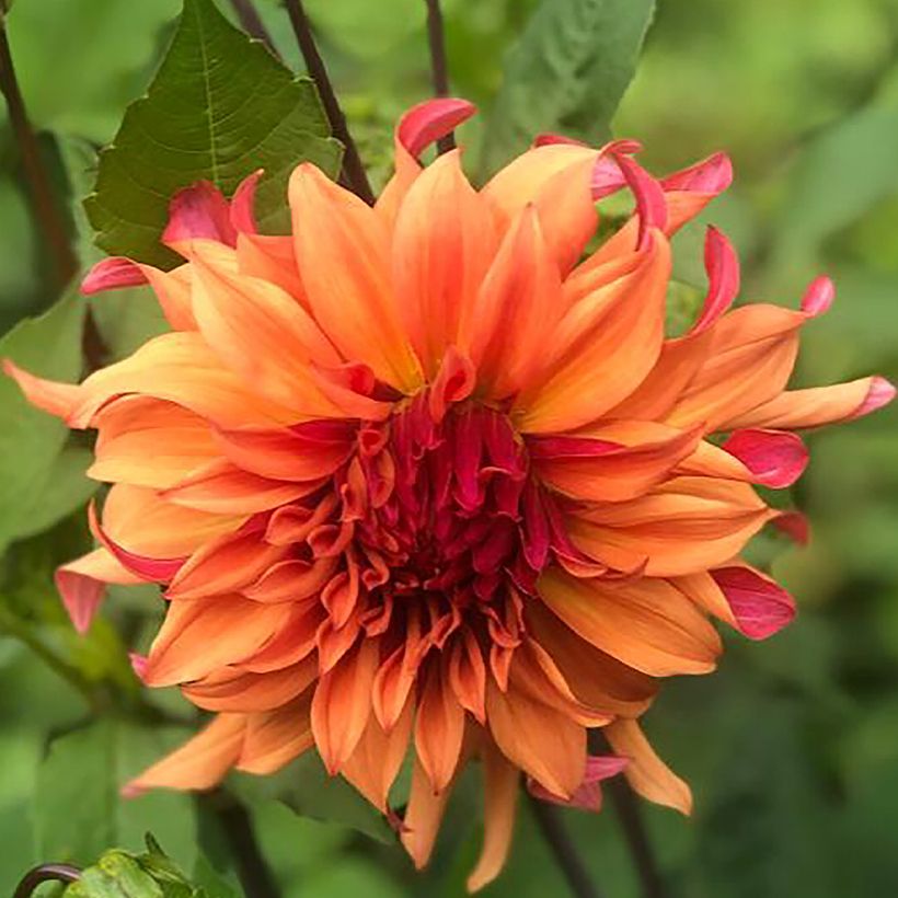 Dahlia cactus Erpeler Ley (Floraison)