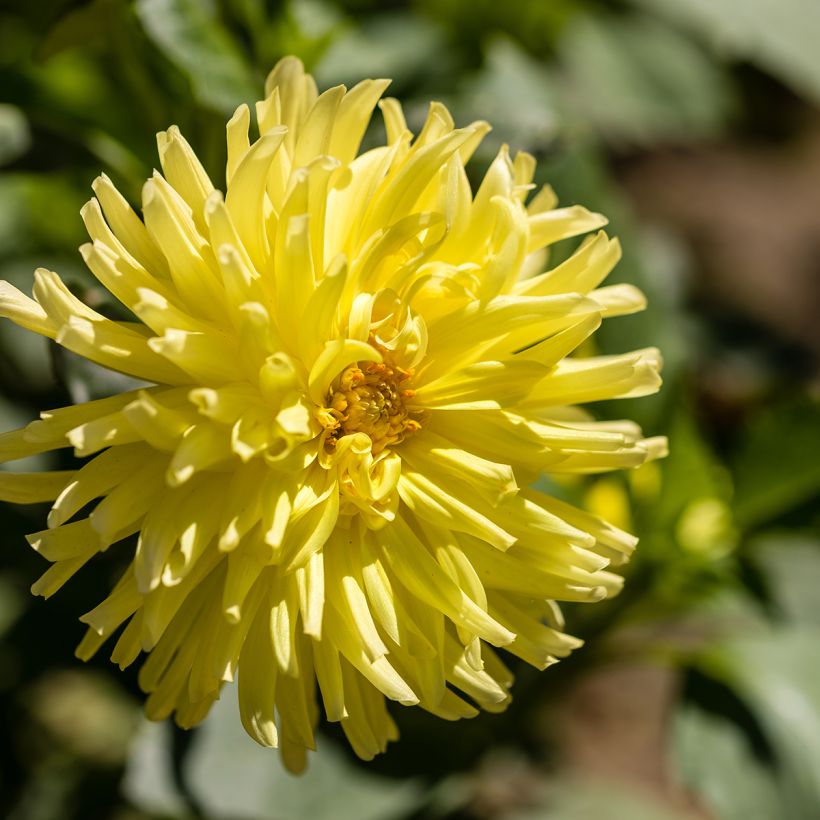 Dahlia cactus Kennemerland (Floraison)