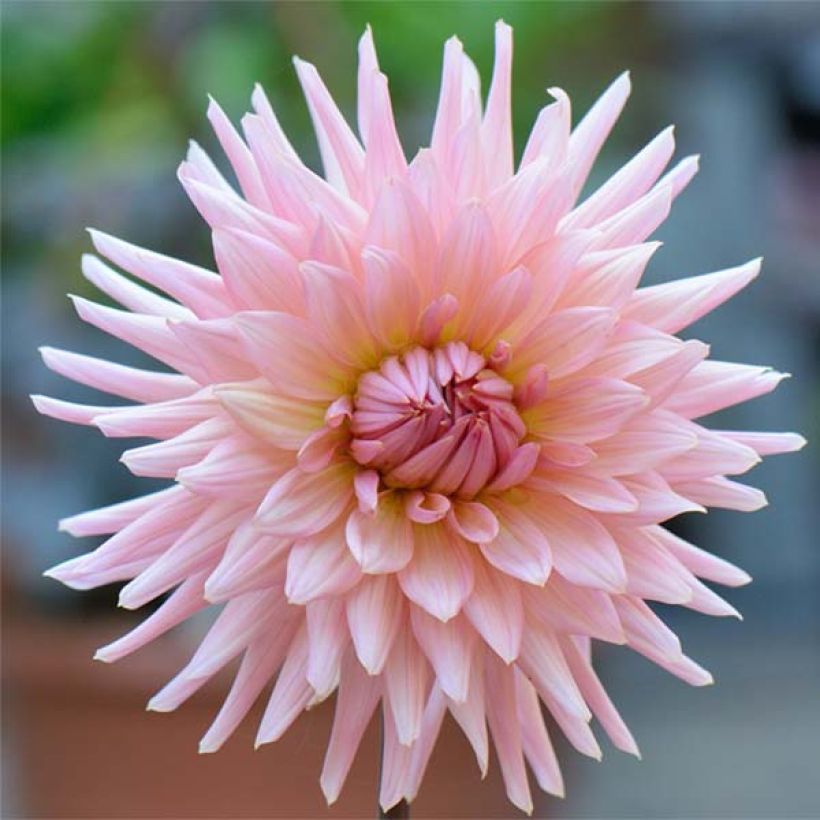 Dahlia cactus Préférence (Floraison)