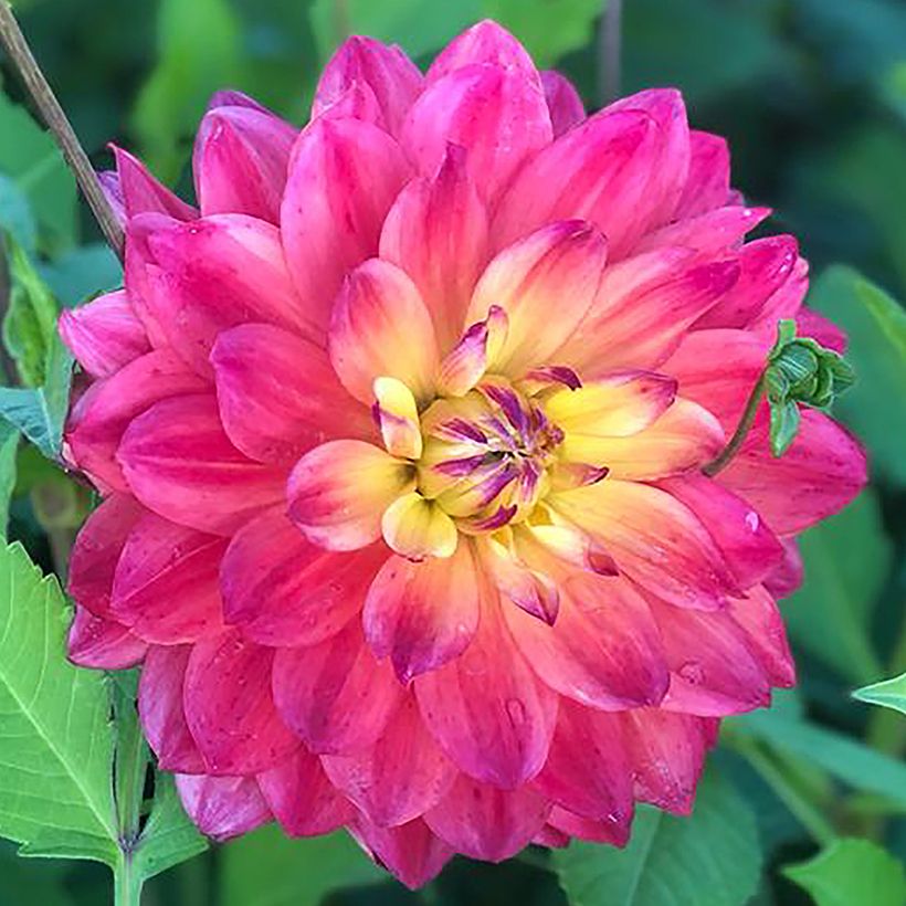 Dahlia cactus Rainbow Silence (Floraison)