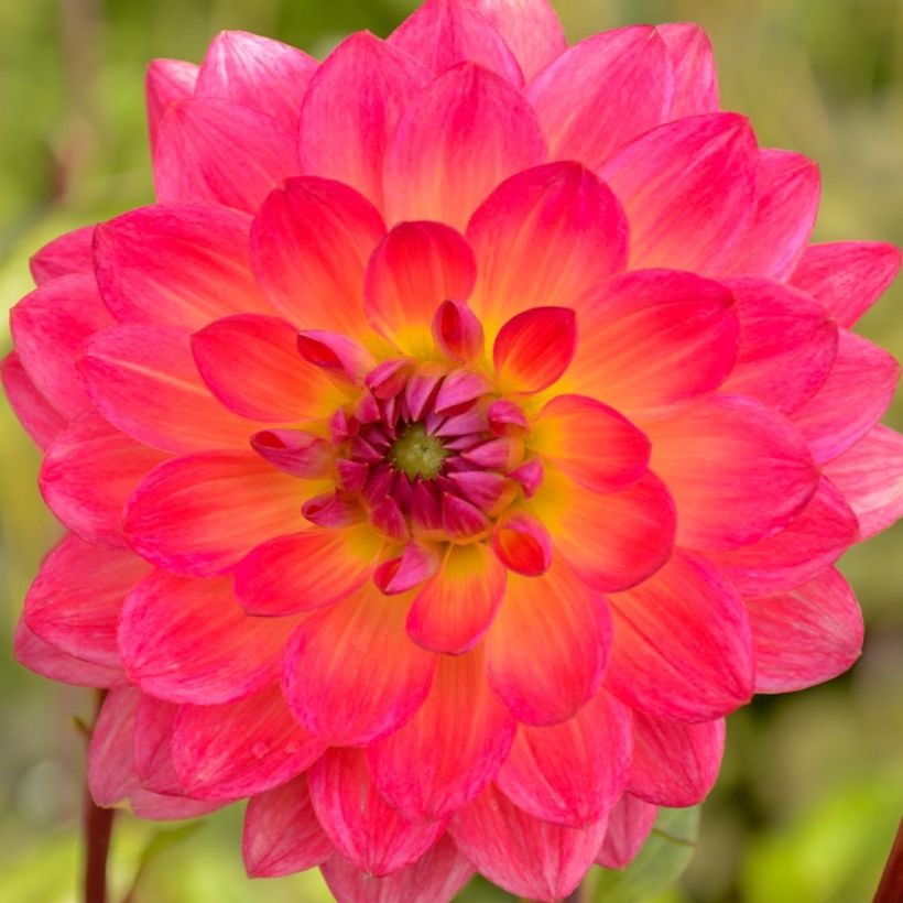 Dahlia camélia Kilburn Glow (Floraison)