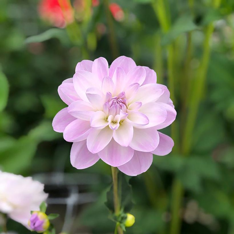 Dahlia camélia Porcelain (Floraison)