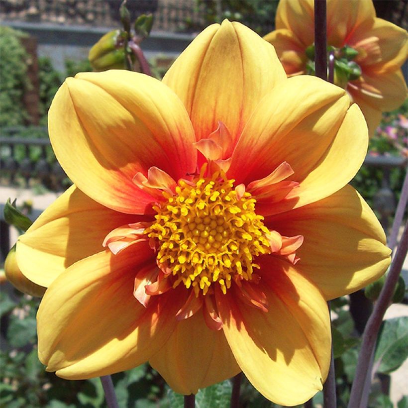 Dahlia collerette Esther (Floraison)