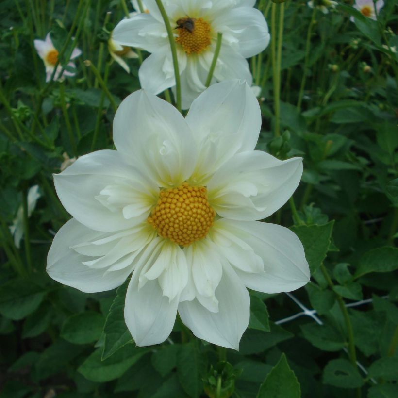 Dahlia collerette Twyning's White Chocolate (Floraison)