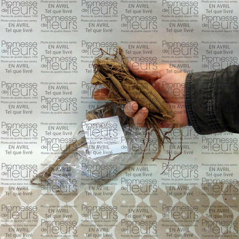 Exemple de spécimen de Dahlia décoratif David Howard tel que livré