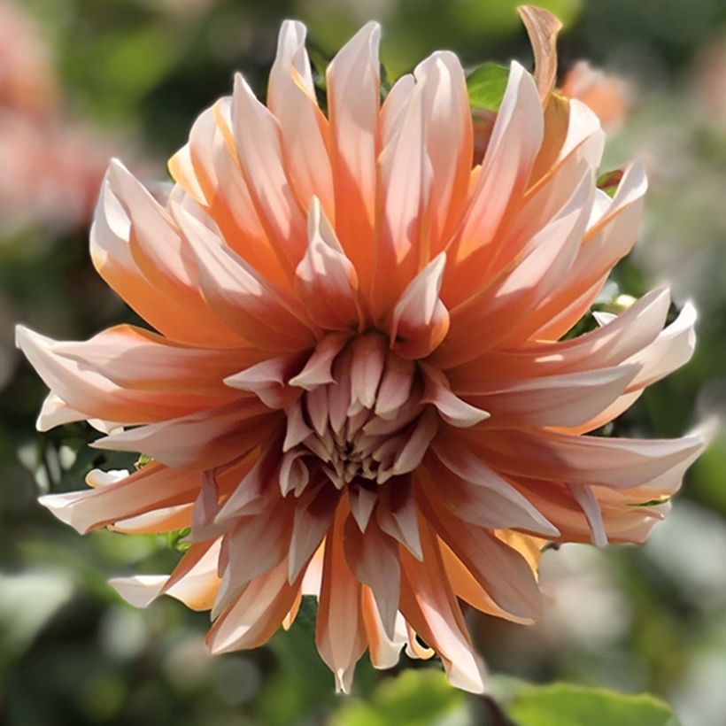 Dahlia décoratif Hans Auinger (Floraison)