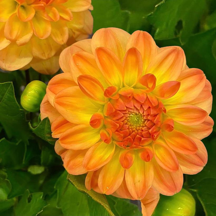 Dahlia décoratif Justyna (Floraison)