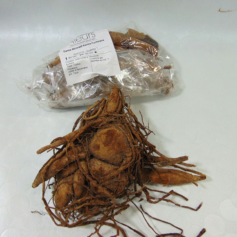 Exemple de spécimen de Dahlia décoratif Karma Fuchsiana tel que livré