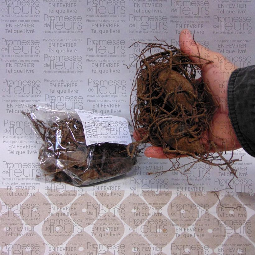 Exemple de spécimen de Dahlia décoratif Maxime tel que livré