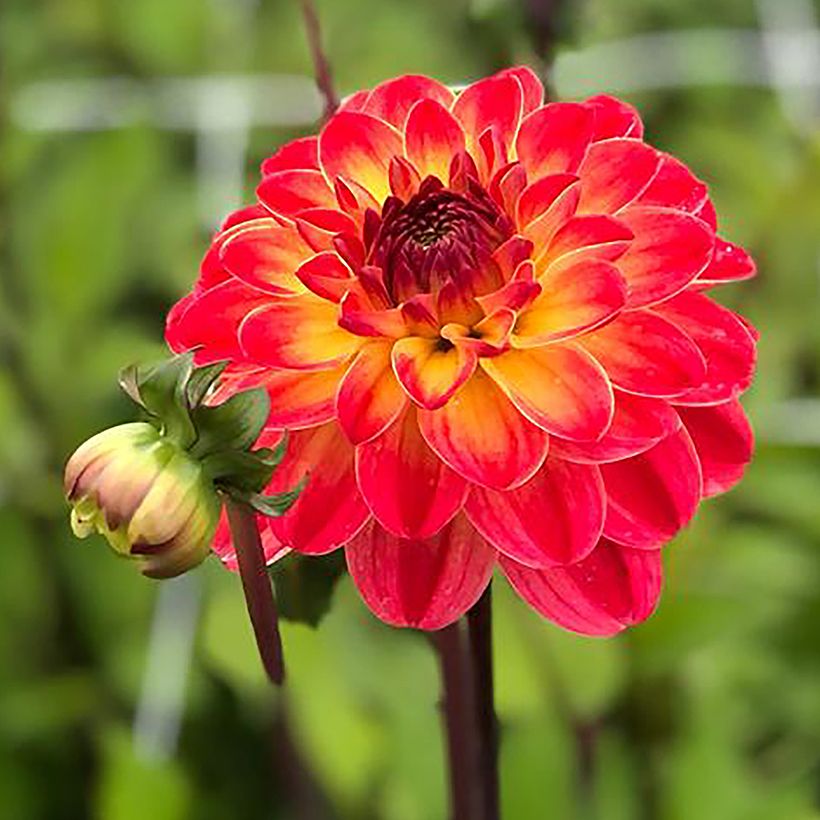 Dahlia décoratif Pernille (Floraison)