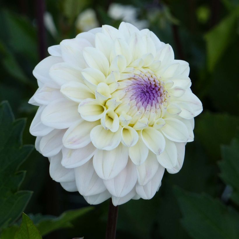 Dahlia décoratif Seniors White (Floraison)