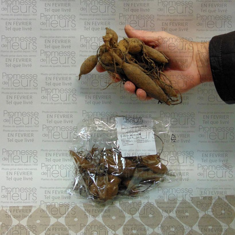 Exemple de spécimen de Dahlia fimbriata Canary Fubuki tel que livré