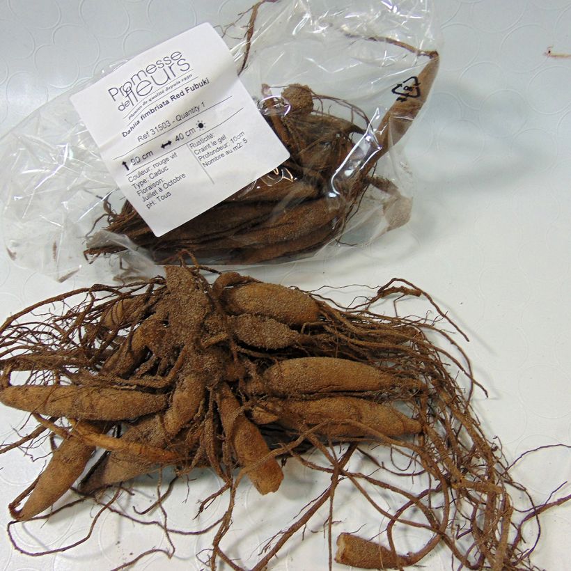 Exemple de spécimen de Dahlia fimbriata Red Fubuki Bulbe tel que livré