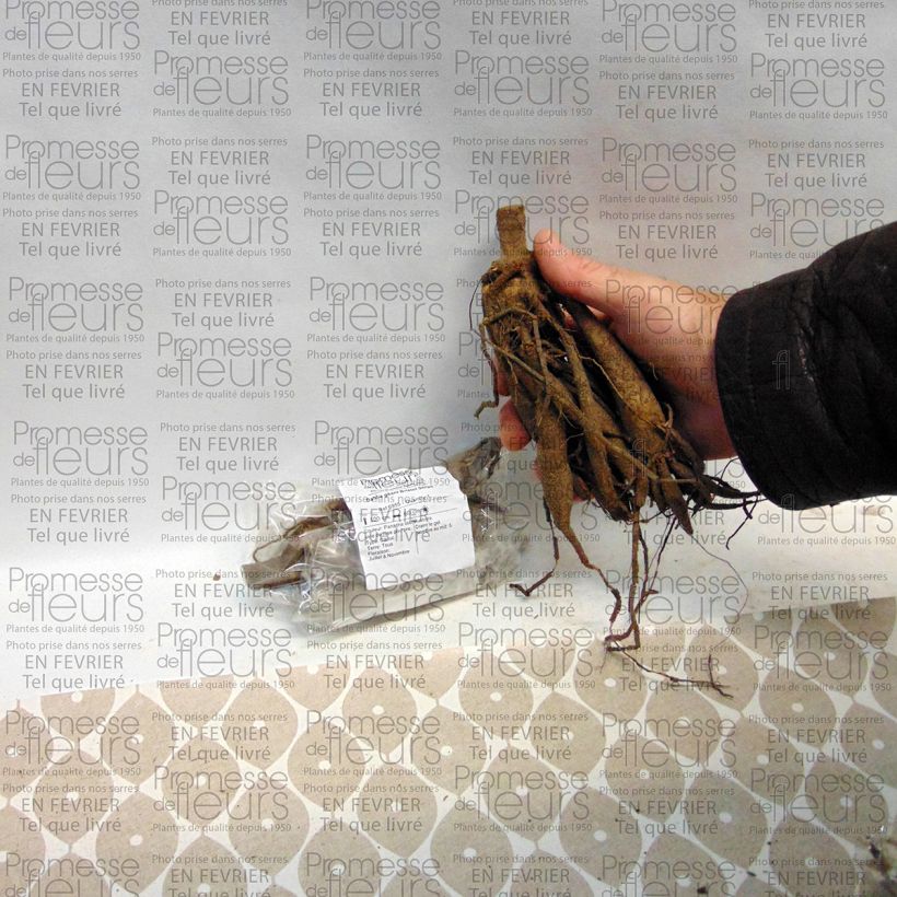 Exemple de spécimen de Dahlia géant Bristol Stripe tel que livré