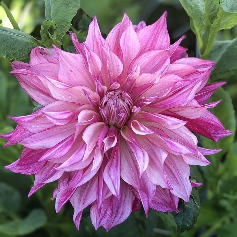 Dahlia géant Café Au Lait Royal  (Floraison)