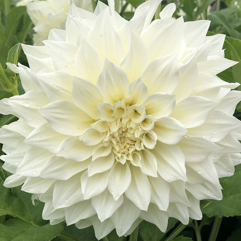 Dahlia géant Café Au Lait Suprême (Floraison)