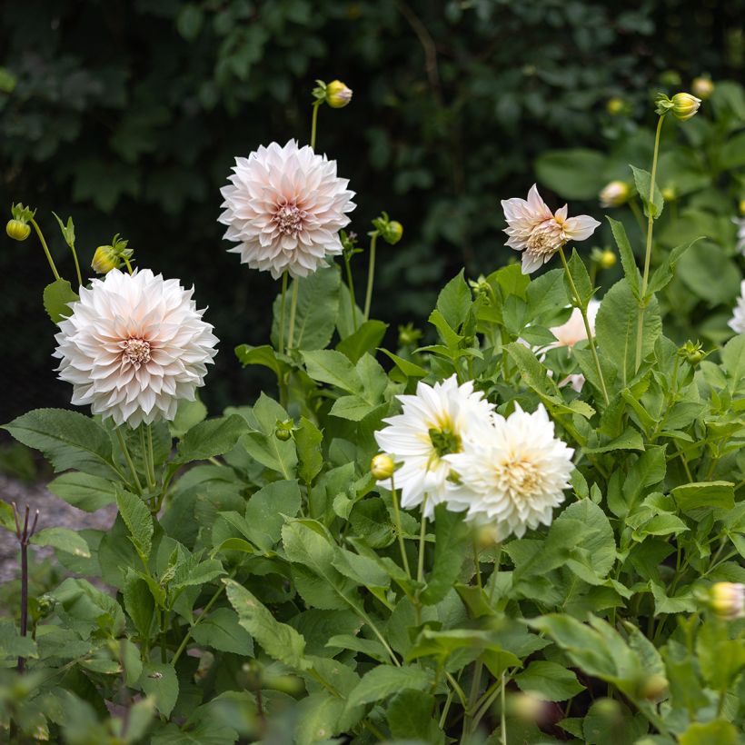 Dahlia géant Café Au Lait (Port)