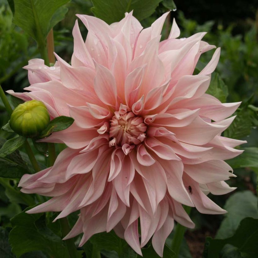 Dahlia géant Café au Lait rosé (Floraison)