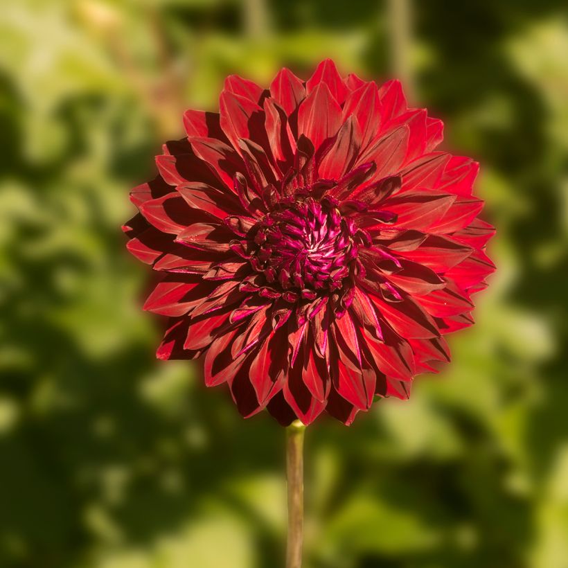 Dahlia géant Mingus Alex (Floraison)