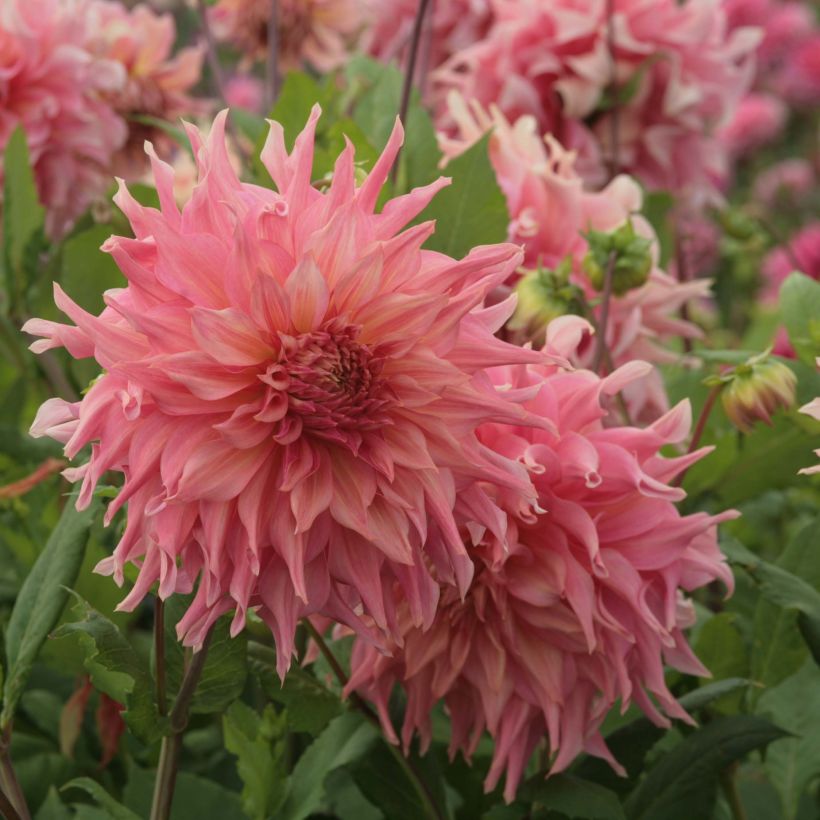 Dahlia géant Penhill Watermelon (Floraison)