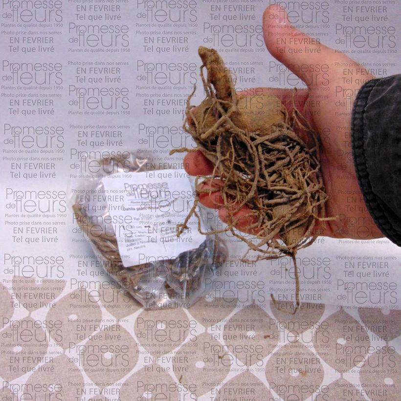Exemple de spécimen de Dahlia géant White Perfection Bulbe tel que livré