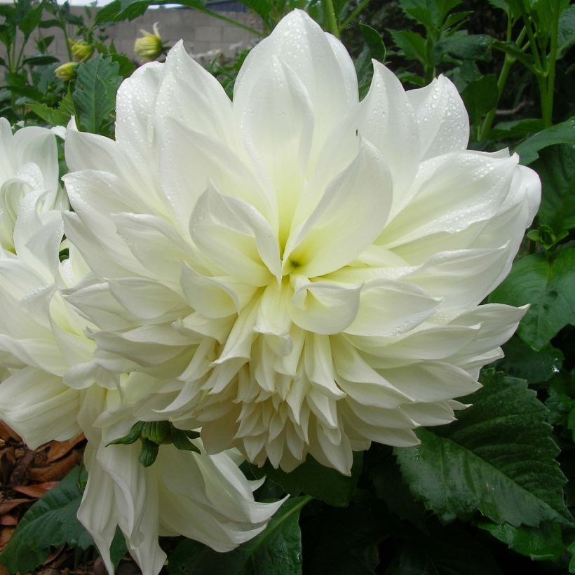 Dahlia géant Fleurel (Floraison)